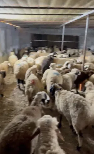اغنام نعيمي لبيع بسعر ممتاز