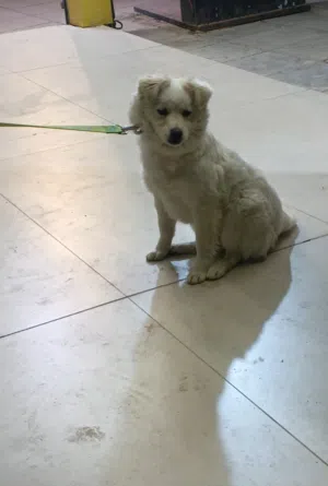 لولو امريكي للبيع