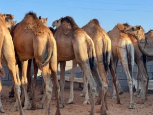 قعدان اللبيع عدد 17 ميزان ربي يبارك