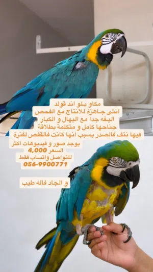 مكاو بلو اند قولد انثى