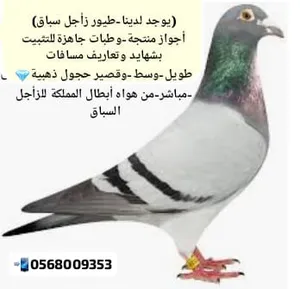 ‏حمام‏3