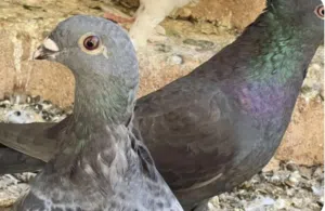 حمام للبيع عدد 6 متزوجات