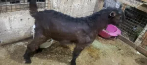 جدي شامي نخب اول عمرو 3 شهور