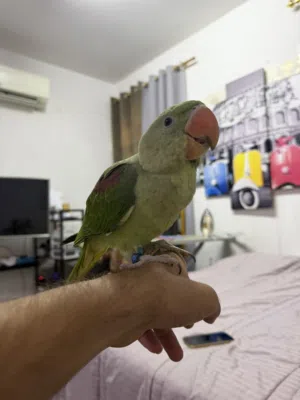 Friendly Alexzender male parrot for sell