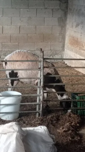 ‏غنم‏1
