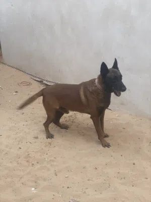 كلب مالينوا
