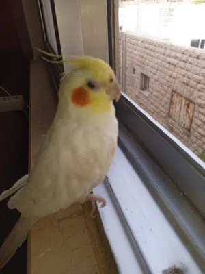 بغبغاء كوكتيل مغرد صوت جميل بيحكي حبيبي والسلام عليكم