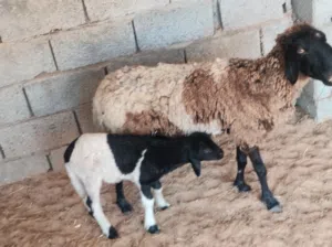 نعجه والده خروف نعجه ضنوتها اللهم بارك نعجه مرعي بس الي بيكسب خيرته فاها فيديو عالواتس اب