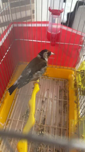 طيره حسون ترابي للبيع او للبدل