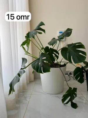 Indoor plants. Bigger than actual images. Comes with pots.