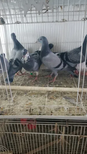 زواجل افراخ ينوصن بعدهم مامنشفات مثل ماواضح بصوره