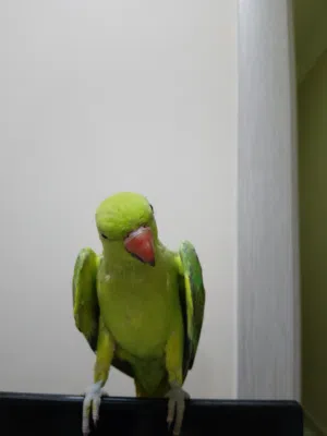 ببغاء دره اليف