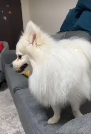 Pomeranian1