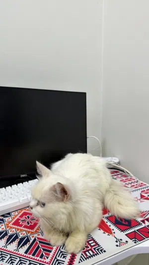 قط شيرازي للبيع