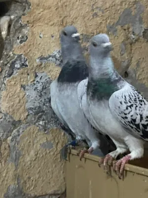 حمام للبيع بسعر حرق