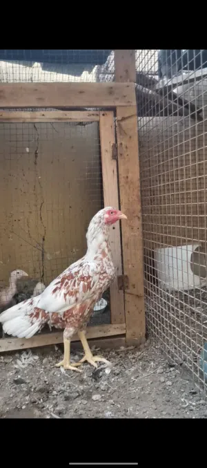 نسل طيب  بدل بديك باكستاني