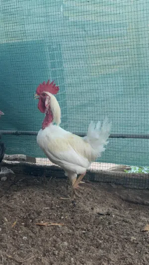 ديج عرب ابيض للبيع
