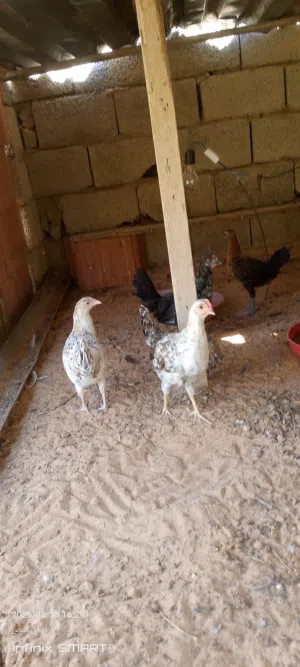 عتاتيق للبيع