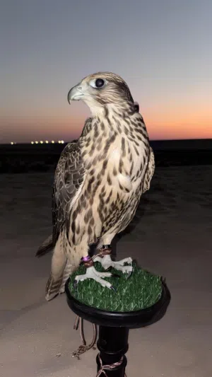 مطلوب طير جير شاهين