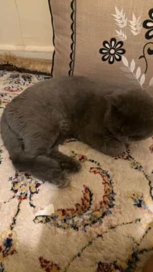 قطوه ذكر
