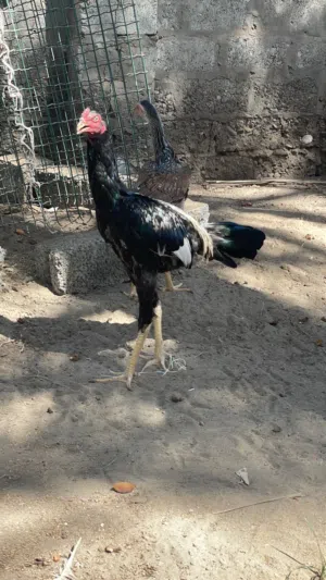 دجاج باكستاني سندي
