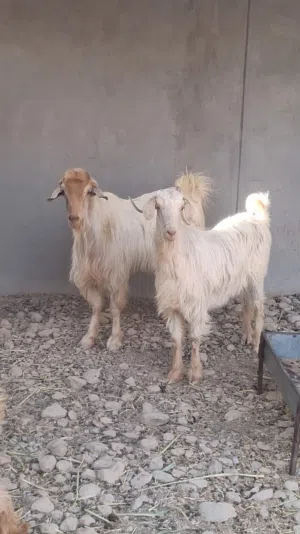 للبيع او المبادله