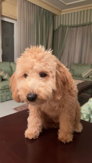 كلب مالتيبو ذكر للبيع السعر 150