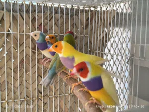 جولديان فنش Gouldian finches