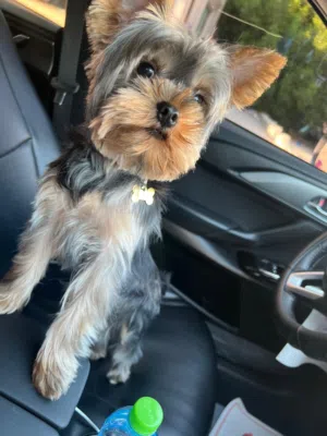 Yorkie For Sale