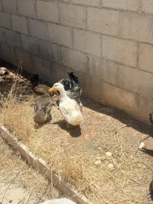 جاج وبط للبيع