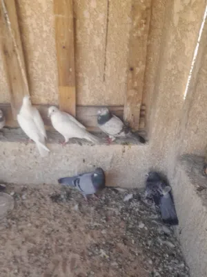 حمام زواجل للبيع حلوات ونظيفات ببهن زاز وبيض سعر زوج 8 وبيهن مجال اذا شلع