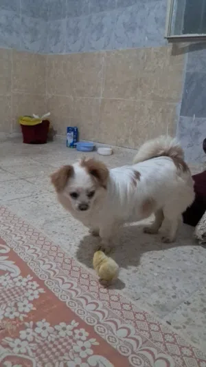 تشيواوا مكس ببليون
