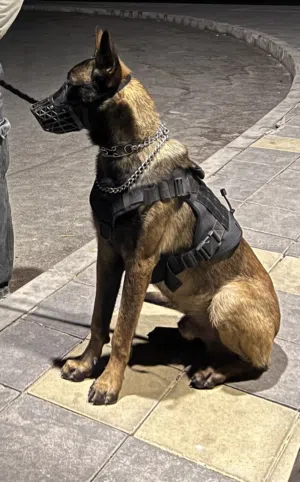 كلب بلجم مالينو ذكر العمر سنه مستوى قوي للبيع