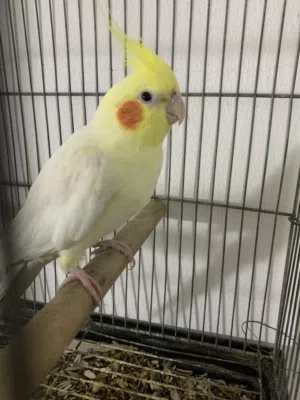 سلام عليكم متاح ذكر كوكتيل مروض يتكلم