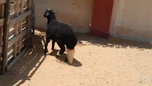 فطيمه وطنيه الله يبارك عمرها ف6شهور سليمه من العيوب متع تربيه او موس لبيدبح ميزان مشالله..