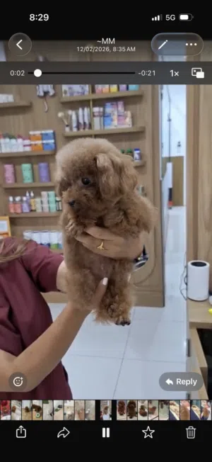 Female poodle teacup