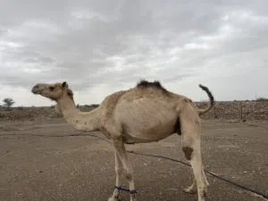 مدني من الوسمي ود الوسمي الشيبه