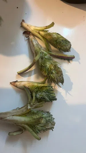 للبيع عكوب قطف جبلي