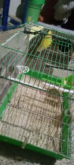 جوز طيور روز