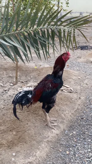 ديك بنجابي