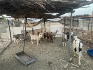 اغنام تربيه
