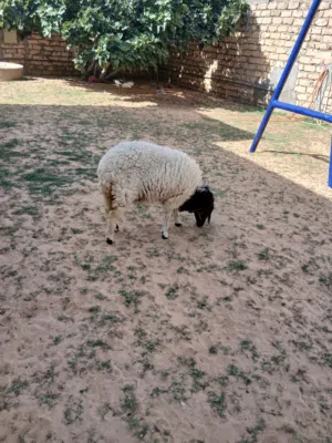 فطيمه الله ايبارك