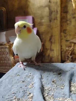Birds0