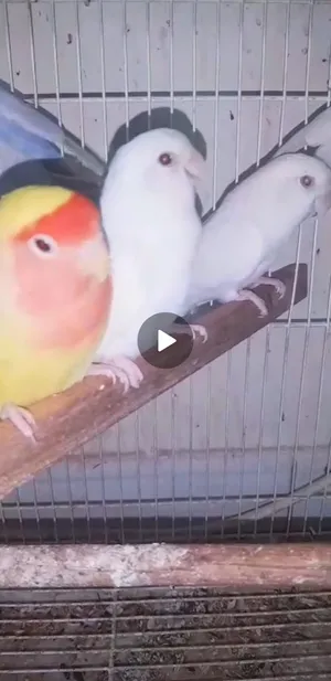 Birds0