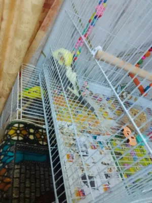 bird for sale