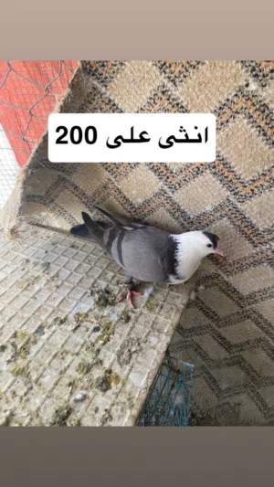 للبيع حمام