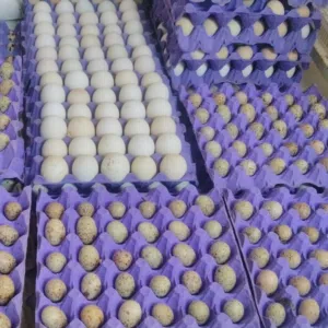متوفر بيض قطى عراقي وبيض فزن نخصب