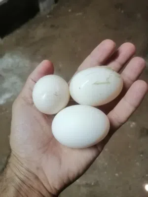 بشوش بكيني نثيتين وفحل