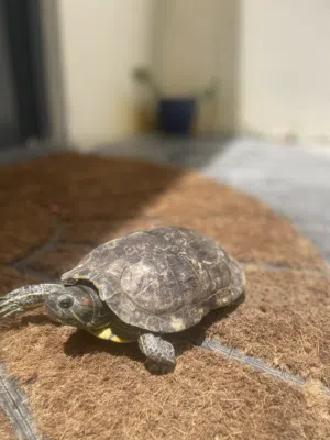 red eared slider turtle full grown/سلحفاة اذن الحمرا
