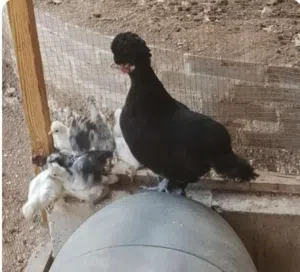 جاجه فرح ذيبا مع 9 صوصان
